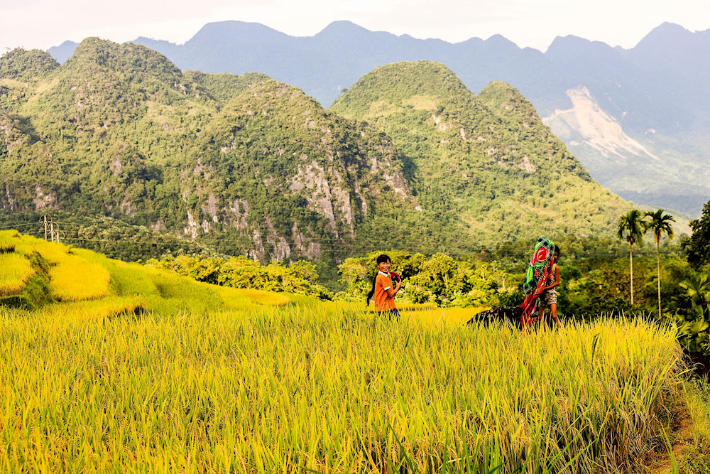 Golden rice terraces during harvest season in Pu Luong Nature Reserve